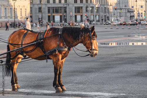 Harnessed brown horse stands in the town square.