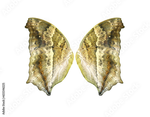 Lurcher butterfly wings on transparent background photo