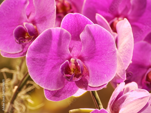 Moth orchids.