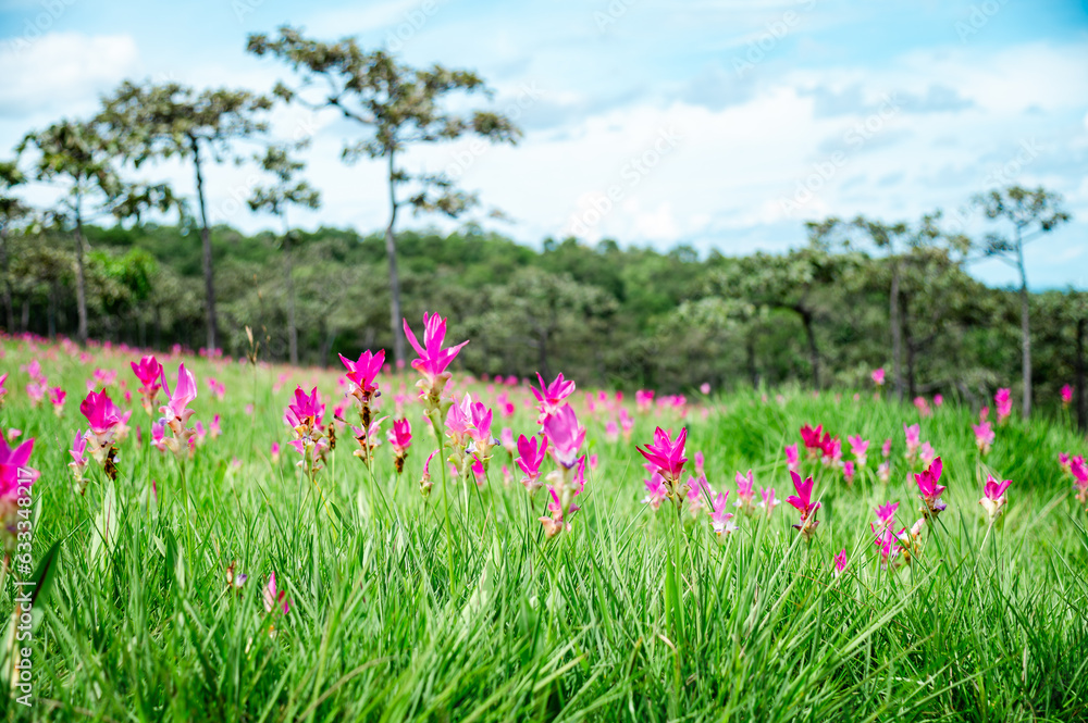 Pink Krachiew flowers grow at the Krachiew flower field in Sai Thong National Park, Chaiyaphum province, Thailand Pink Krachiew flowers grow at the Krachiew flower field in Sai Thong National Park, Chaiyaphum province, Thailand