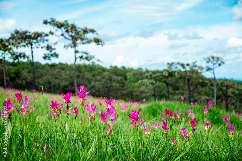 Pink Krachiew flowers grow at the Krachiew flower field in Sai Thong National Park, Chaiyaphum province, Thailand Pink Krachiew flowers grow at the Krachiew flower field in Sai Thong National Park, Chaiyaphum province, Thailand