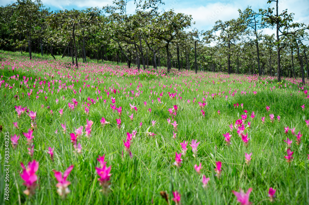 Pink Krachiew flowers grow at the Krachiew flower field in Sai Thong National Park, Chaiyaphum province, Thailand Pink Krachiew flowers grow at the Krachiew flower field in Sai Thong National Park, Chaiyaphum province, Thailand