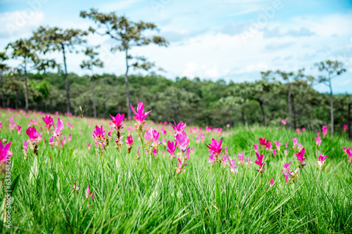 Pink Krachiew flowers grow at the Krachiew flower field in Sai Thong National Park, Chaiyaphum province, Thailand
