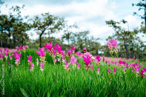 Pink Krachiew flowers grow at the Krachiew flower field in Sai Thong National Park  Chaiyaphum province  Thailand