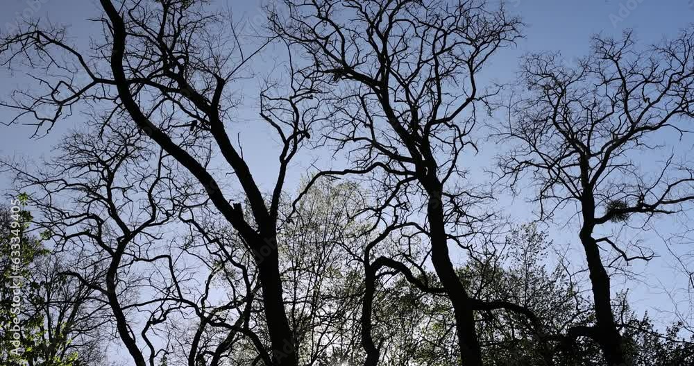 deciduous trees in a mixed forest in the spring season, beautiful fresh green foliage in the park in the spring deciduous trees in a mixed forest in the spring season, beautiful fresh green foliage in the park in the spring