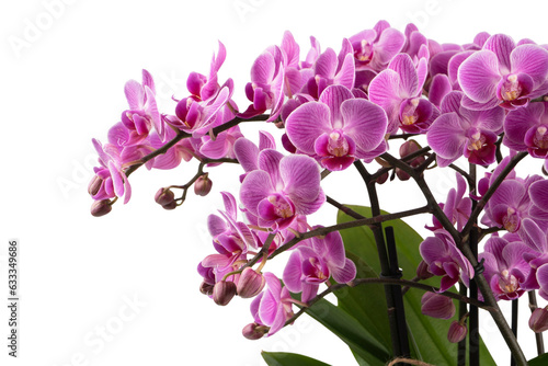Fototapeta Naklejka Na Ścianę i Meble -  purple orchid isolated on white