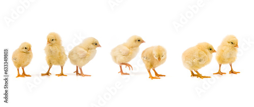 newborn group yellow chicks hatching  isolated on white background