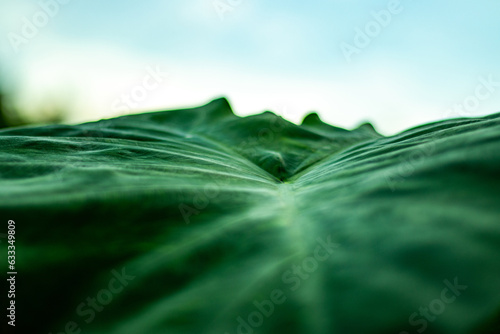 Taro leaves are heart-shaped leaves of the taro plant Colocasia esculenta, top view