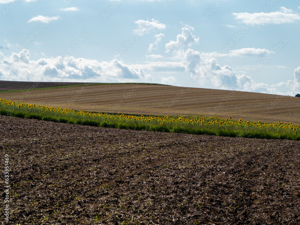 Sonnenblumenfeld zwischen anderen umbestellten Feldern Sonnenblumenfeld zwischen anderen umbestellten Feldern