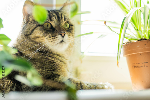 Cat and houseplant concept photo. Non toxic plants for pets. Pepromia and domestic animals. Urban jungle theme. Cat care. photo