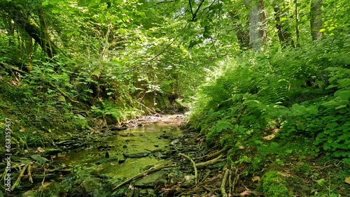 Ein Bach in einem grünen Wald, ein Bach und ein Wald, Natur Video, Wald Video