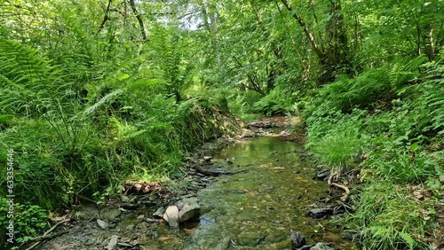 Bach in einem grünen Wald, ein Wald und ein Bach, Natur Video, Wald Video