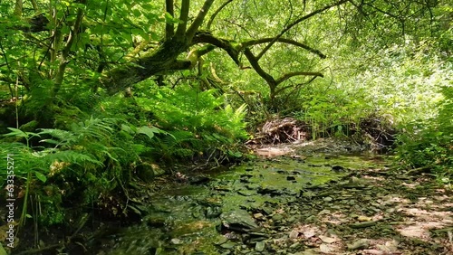 Ein Bach in einem grünen Wald, ein Wald und ein Bach, Natur Video
