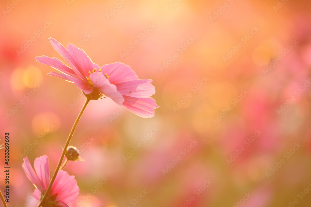 Obraz premium 夕景のコスモス