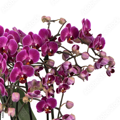 striped mini purple orchid