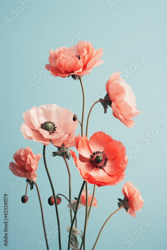 Beautiful peach pink and red poppy flowers, blue background. Aesthetic minimal