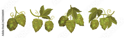 Fresh Hop Plants with Cones and Green Leaves Vector Set