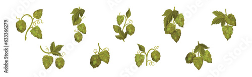 Fresh Hop Plants with Cones and Green Leaves Vector Set