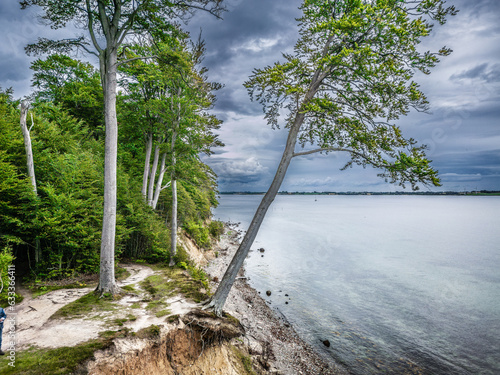 Iconic Falling tree on the slopes of Gendarmstien, Denmark photo