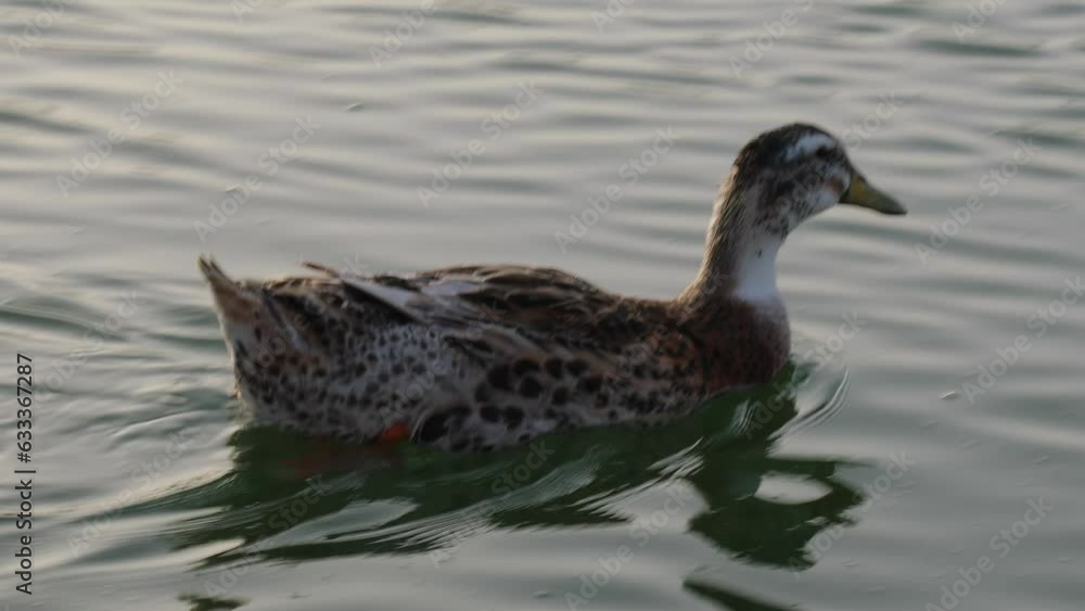 Close-Up Of Two Ducks Swimming - Ducks Floating Close-Up Of Two Ducks Swimming - Ducks Floating