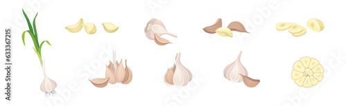 Garlic as Aromatic Healthy Condiment for Food Preparation Vector Set
