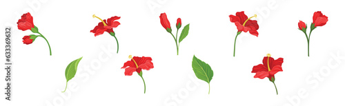 Tropical Red Hibiscus Flower with Green Leaf and Stem Vector Set