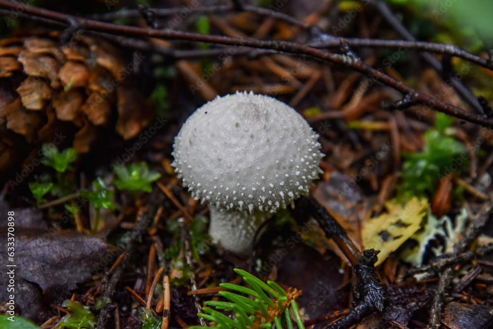 Lycoperdon perlatum, popularly known as the common puffball Lycoperdon perlatum, popularly known as the common puffball