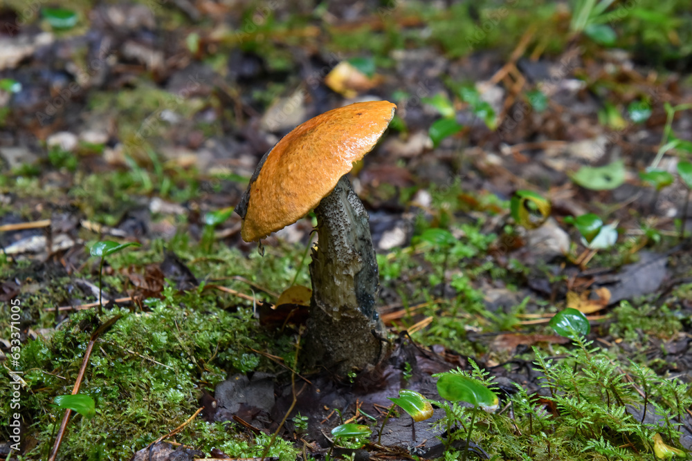 Leccinum aurantiacum is a species of fungus in the genus Leccinum found in forests of Eurasia and North America. Leccinum aurantiacum is a species of fungus in the genus Leccinum found in forests of Eurasia and North America.