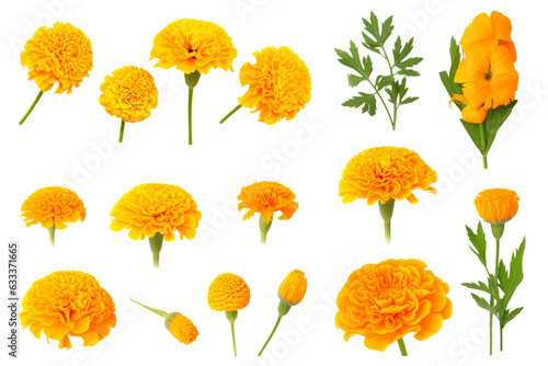 Set / Collection of orange flowers , buds and leaves , floral shop design decoration , isolated on transparent background cutout PNG , ai generative