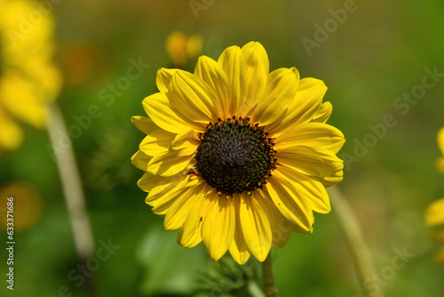 A yellow beautiful flower similar to a sunflower