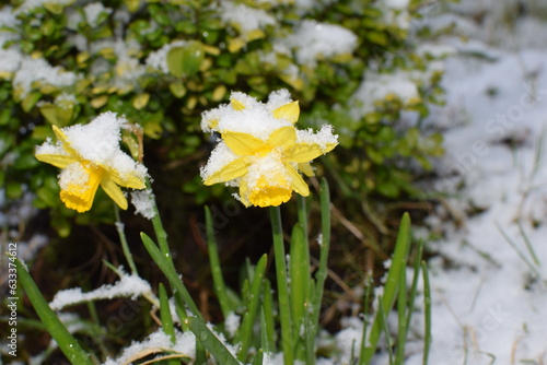Blooming snow-covered daffodils in the garden, close-up