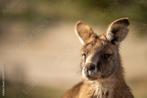 close up of a Beautiful kangaroo in the nsw Australian bush. Australian native wildlife in a national park in Australia. © William
