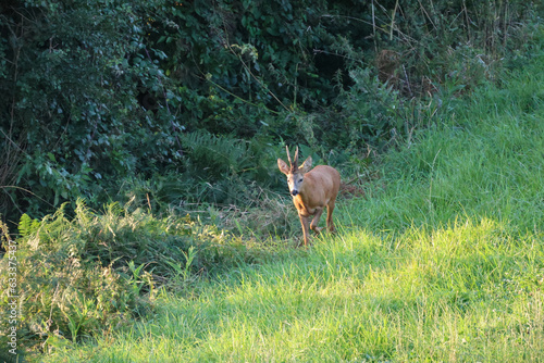 chevreuil dans les champs