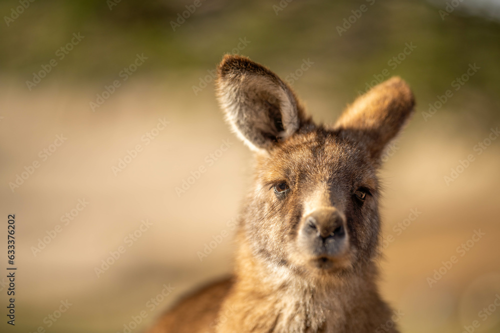 close up of a Beautiful kangaroo in the nsw Australian bush. Australian native wildlife in a national park in Australia. close up of a Beautiful kangaroo in the nsw Australian bush. Australian native wildlife in a national park in Australia.