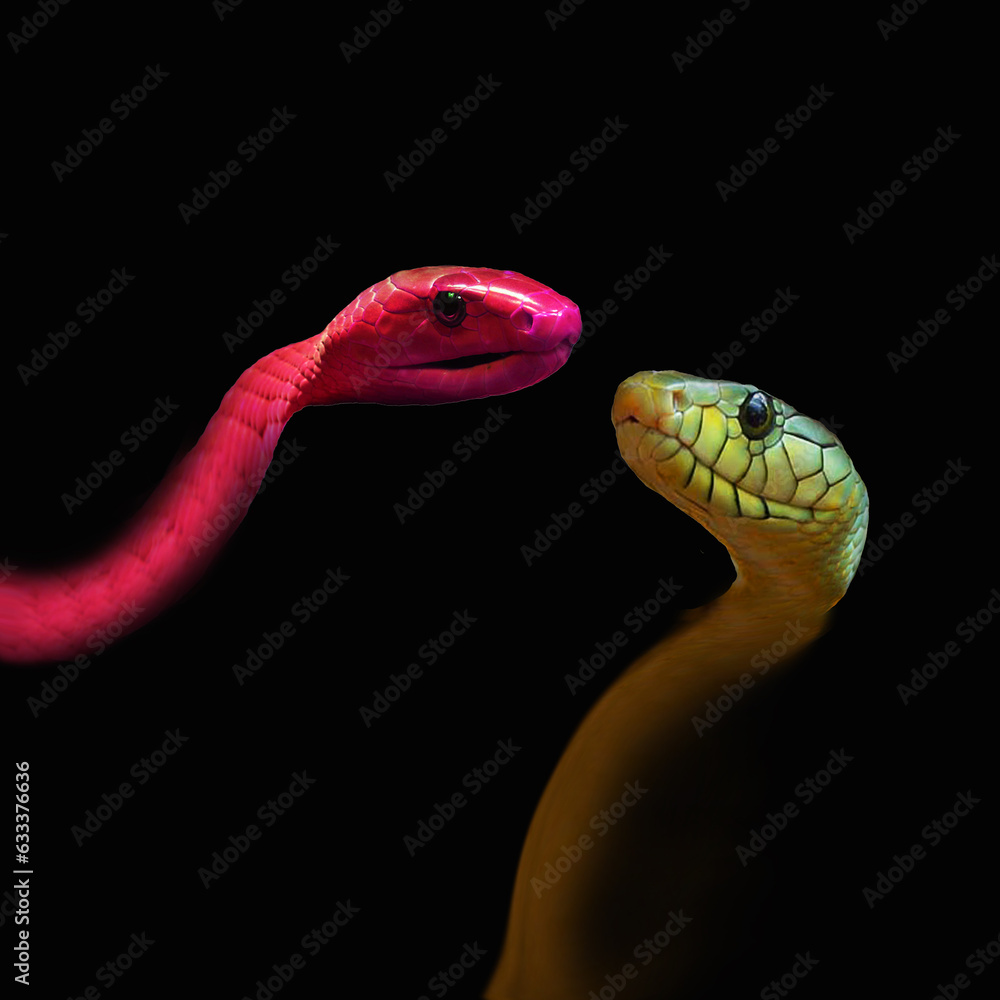 Fototapeta premium Serpenti