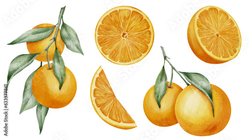 Fototapeta Naklejka Na Ścianę i Meble -  Orange fruit set. Hand drawn watercolor illustration with branches of tangerines on isolated background. Drawing if slices of mandarin for icon or logo. Half of clementine for clipart or menu design.