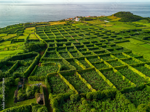 Plantação de bananeiras nos Açores.  photo