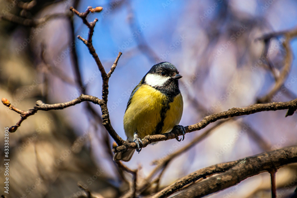 A small bellied titmouse with a yellow breast sits on a thin twig A small bellied titmouse with a yellow breast sits on a thin twig