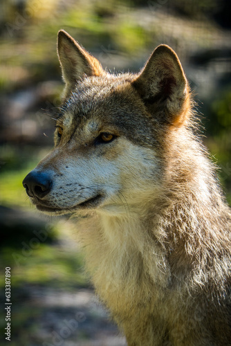 Eurasian wolf portrait in nature park