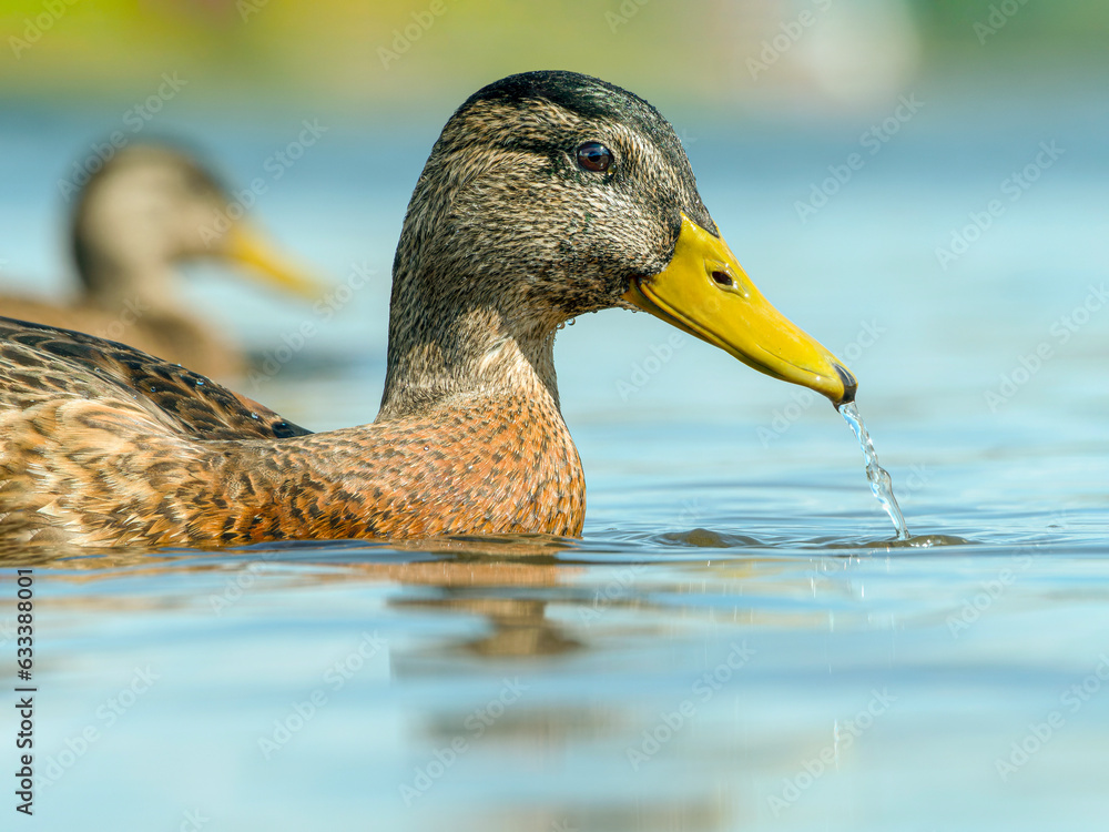 Portrait of female of mallard on the water. Close-up, selective focus Portrait of female of mallard on the water. Close-up, selective focus