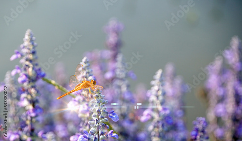 Fototapeta Naklejka Na Ścianę i Meble -  Lavender flowers (blue salvia) with dragonfly lit by flare light in the natural  forest park.Inspirational  motivational morning with violet  flowers in garden.Friday Quote.Blur background.Close up.