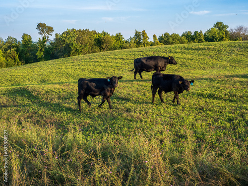 black angus cows in the field (ID: 633388227)