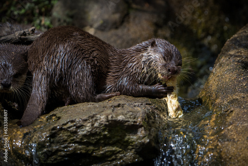 oriental small-clawed otter portrait
