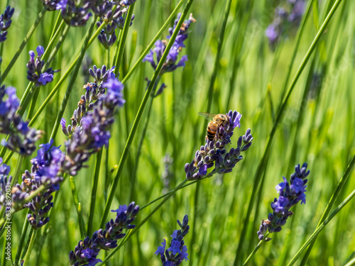 honey bees in a lavender field (ID: 633389203)