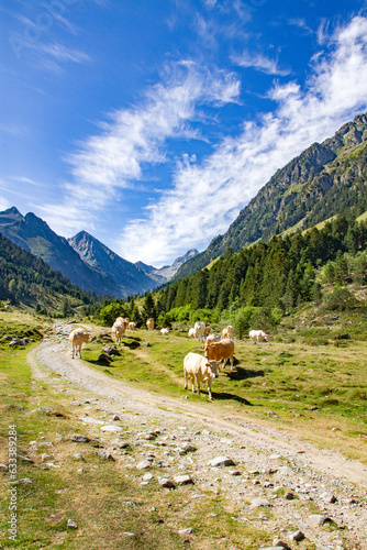 troupeau de vaches se d  pla  ant dans la montagne sous un ciel bleu    la fin de l   t  