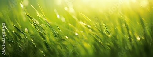 Art green grass in a meadow at sunset. Macro image, shallow depth of field. Abstract summer nature texture background