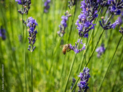 honey bees in a lavender field (ID: 633389647)