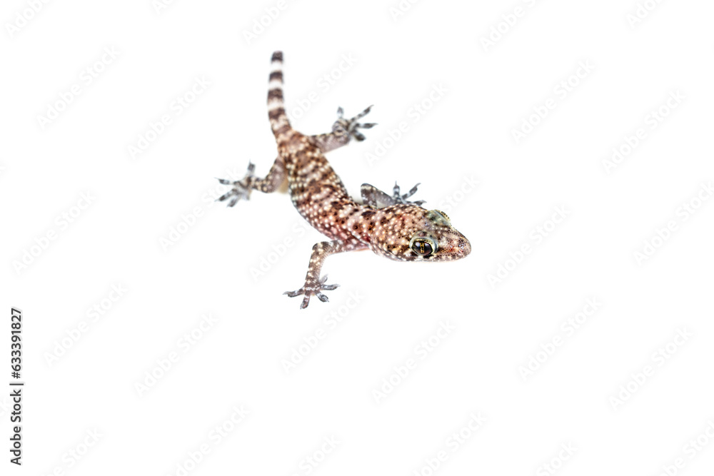 Naklejka premium Mediterranean Gecko (Hemidactylus turcicus) on white background with partial tail.