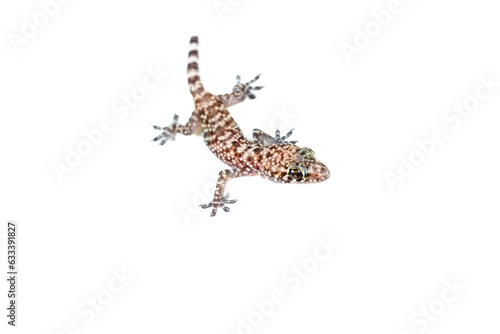 Mediterranean Gecko (Hemidactylus turcicus) on white background with partial tail.