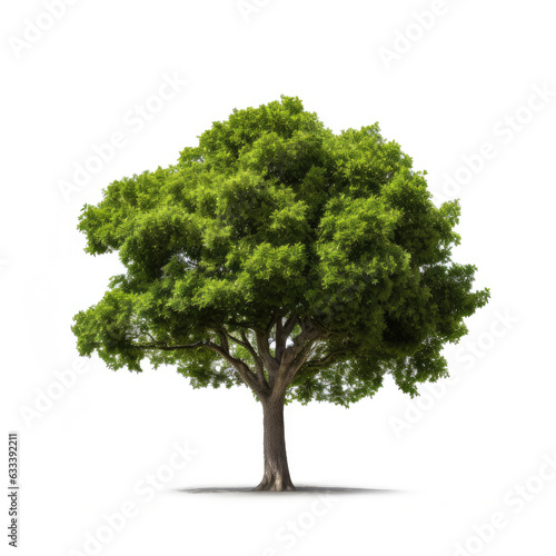 Isolated green tree on white background.